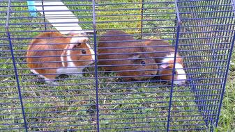 Favourites Guinea Pig