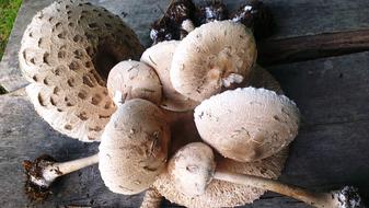 Mushroom Autumn