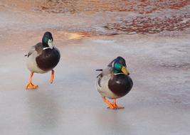 Duck at Iced River