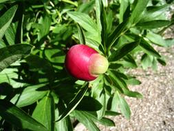 Pion Bud Red