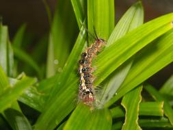 Caterpillar Feather insect