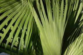 Palm Leaves Tree