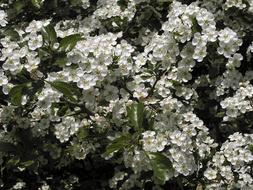 Spring Flowers Bush