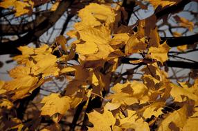 Autumn Leaves Yellow Detail Of