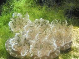 Jellyfish Aquarium Underwater