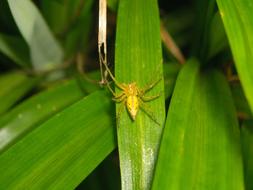 Yellow Spider on Leaf in garden