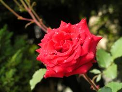 Rose Flowers