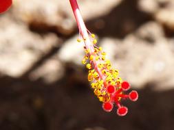 unusually beautiful red Hibiscus Blossom