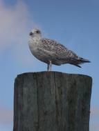 North Sea Seagull bird