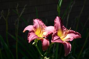 Day Lilies Pink and Yellow