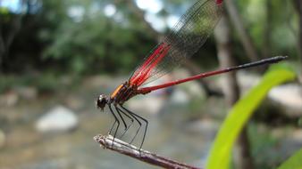 Dragonfly Anisoptera