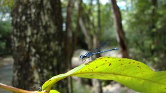 Dragonfly Anisoptera insect