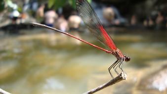 Dragonfly Anisoptera