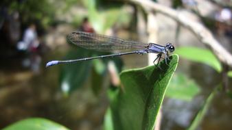Dragonfly Anisoptera