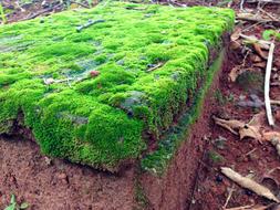 Mosses Bryophytes