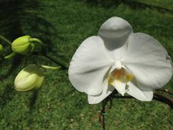 orchid stem with white flower
