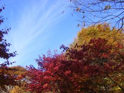 Autumn