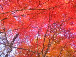 Autumn Leaves Red Maple Leaf