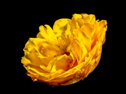 ranunculus, yellow buttercup flower close up