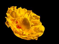 extraordinarily beautiful Bloom yellow Flower