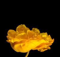 ranunculus, yellow buttercup flower at darkness