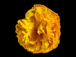 impressively beautiful yellow Blossom