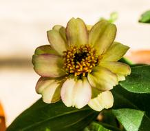 perfect cute yellow Bloom