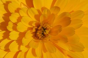 impressively beautiful Marigold Flower Yellow