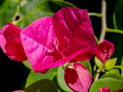 fabulous Flowering close-up on blurred background