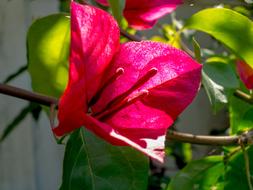 bright red flowers on a branch close-up on a blurred background