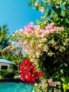 wonderful Flowering bushes