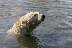 Polar Bear