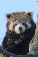 Red Panda Bear