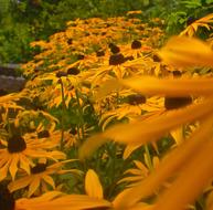Flowers Garden Orange