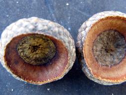 Shells Acorns