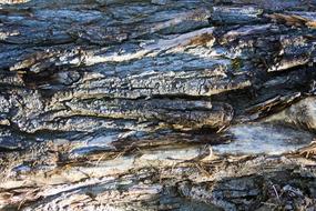 Bark Tree Log texture