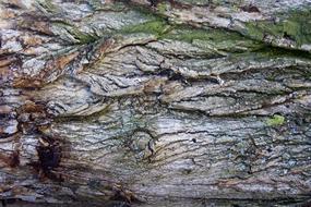 Bark Tree Log