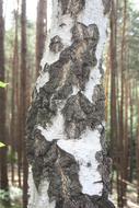 Birch Bark