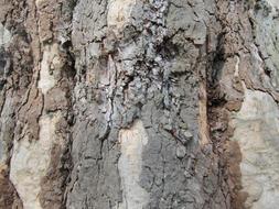 Bark Log Tree