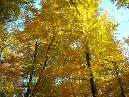 Beech Wood Canopy Golden