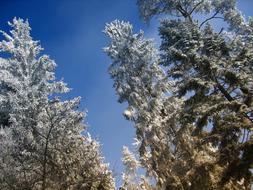 Branches Aesthetic Snow