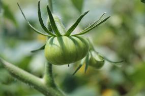 Green Tomato Young