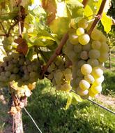 Grapes Vine Table