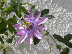Brazilian Passionflower