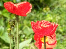 blooming red poppies in summer