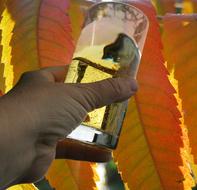 Wine Tasting Harvest New
