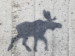 Moose Wall