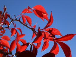 Sun Red Leaves