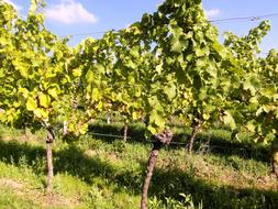 Wine New Harvest