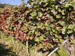 Wine Harvest New